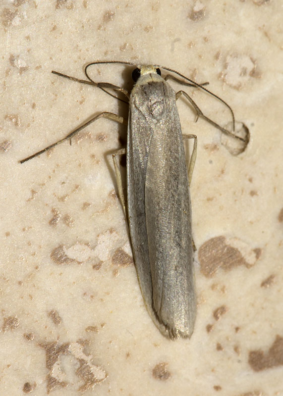 Eilema pygmaeola, Erebidae